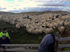 Iceland-Iceland Shorts-Sheep Round-Up on Horseback